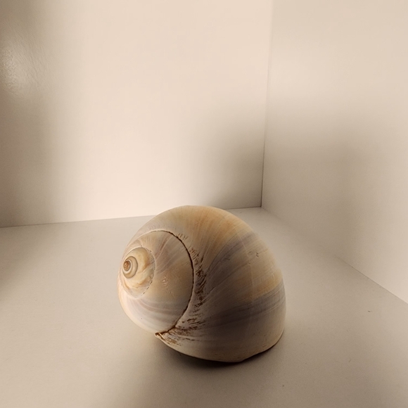 Seashell 🐚 - Picture 4 of 5